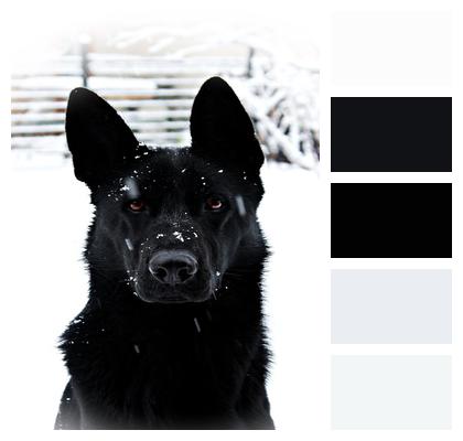 Black German Shepherd Dog Snowfall Image